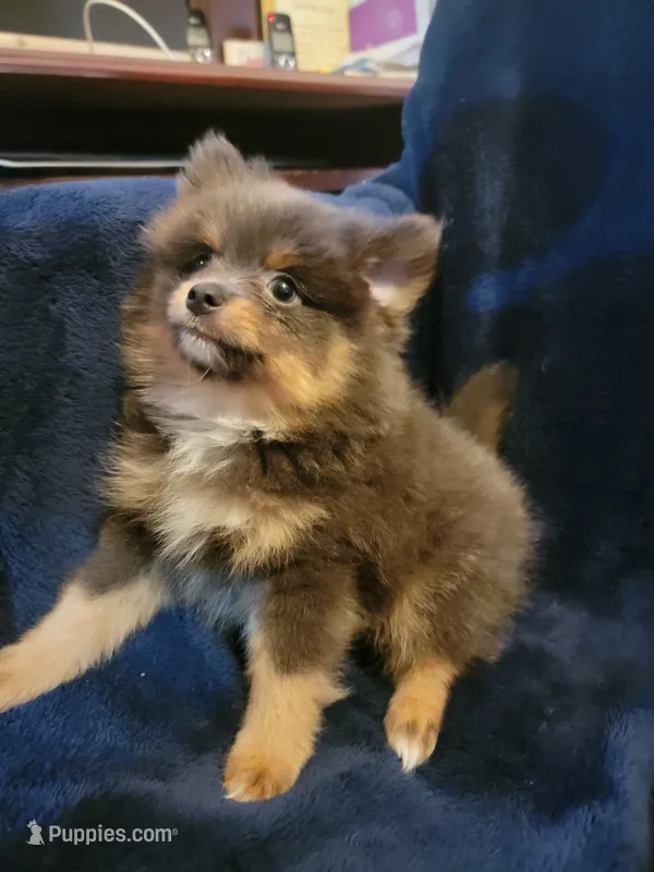 Blue  – Pomeranian puppy for sale in Loyal, WI