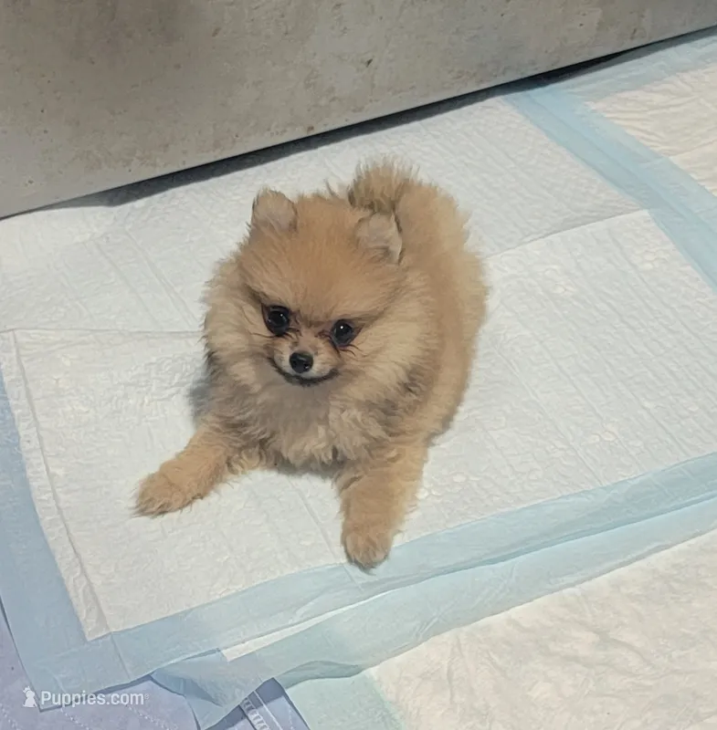 Tiny Dolly  – Pomeranian puppy for sale in Loyal, WI