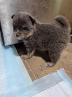 Blue , a male Pomeranian for sale in Loyal, WI – 2 of 9