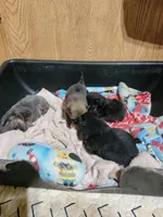 Girl 2, a female Pomeranian for sale in Loyal, WI – 6 of 8