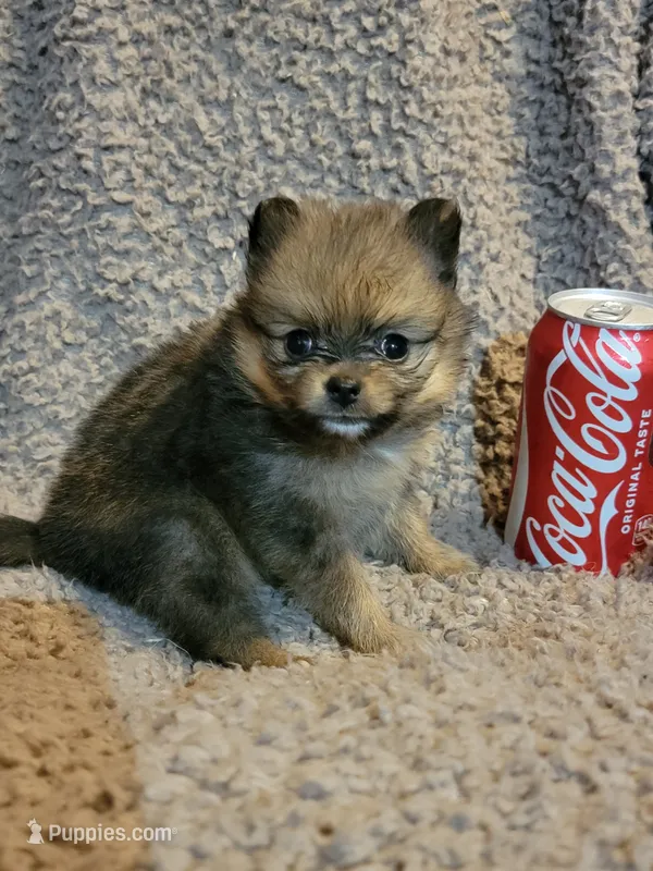 Girl 2 (SOLD) – Pomeranian puppy for sale in Loyal, WI