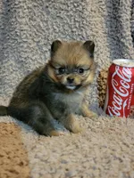Girl 2 (SOLD), a female Pomeranian for sale in Loyal, WI – 1 of 9