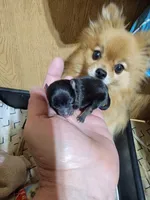 Girl 1, a female Pomeranian for sale in Loyal, WI – 5 of 10