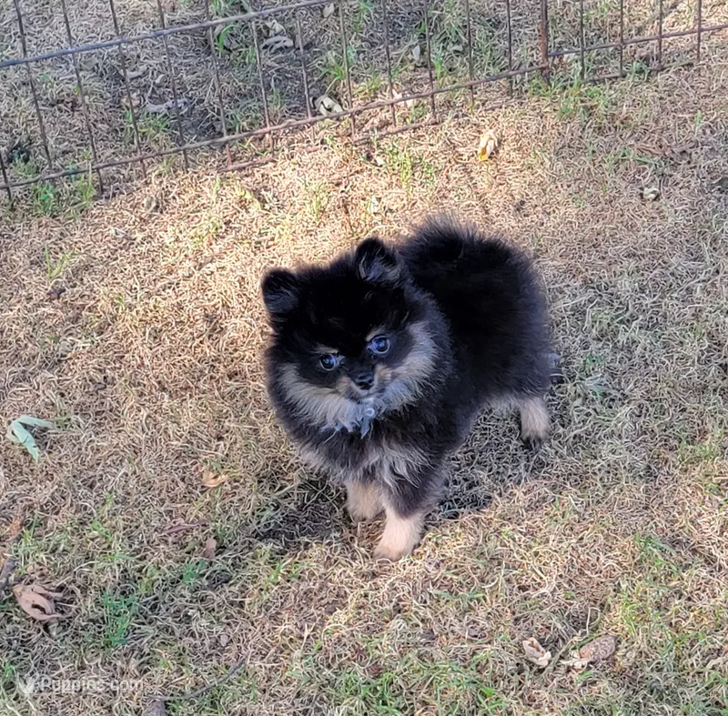 Girl 1 – Pomeranian puppy for sale in Loyal, WI