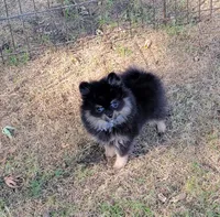 Girl 1, a female Pomeranian for sale in Loyal, WI – 1 of 10