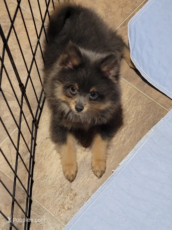 Blue  – Pomeranian puppy for sale in Loyal, WI