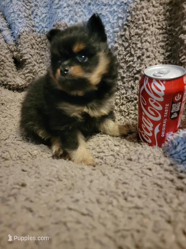 Boy 2 (SOLD) – Pomeranian puppy for sale in Loyal, WI