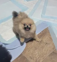 Tiny Dolly , a female Pomeranian for sale in Loyal, WI – 2 of 10