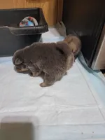 Blue , a male Pomeranian for sale in Loyal, WI – 7 of 9