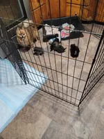 Boy 2, a male Pomeranian for sale in Loyal, WI – 5 of 7