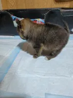 Girl 2, a female Pomeranian for sale in Loyal, WI – 3 of 8