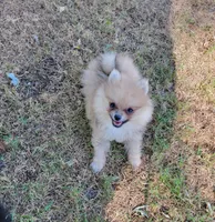 Tiny Dolly , a female Pomeranian for sale in Loyal, WI – 5 of 10