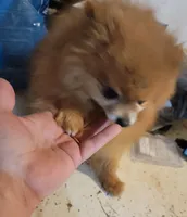 Girl 2, a female Pomeranian for sale in Loyal, WI – 7 of 8