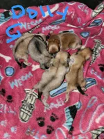 Tiny Dolly , a female Pomeranian for sale in Loyal, WI – 8 of 10