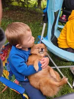 Girl 2, a female Pomeranian for sale in Loyal, WI – 8 of 8