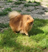 Tiny Dolly , a female Pomeranian for sale in Loyal, WI – 10 of 10