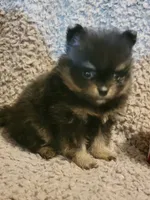 Girl 1, a female Pomeranian for sale in Loyal, WI – 4 of 10