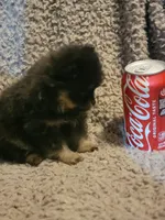 Girl 1, a female Pomeranian for sale in Loyal, WI – 3 of 10