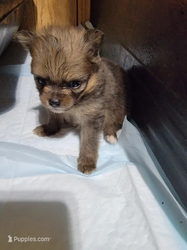 Girl 2 – Pomeranian puppy for sale in Loyal, WI