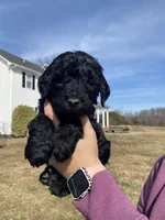 Blue, a male Goldendoodle for sale in Cullen, VA – Photo 2 of 10