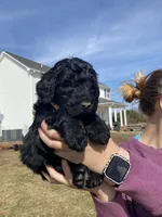 Blue, a male Goldendoodle for sale in Cullen, VA – Photo 1 of 10