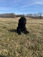 Blue, a male Goldendoodle for sale in Cullen, VA – Photo 5 of 10