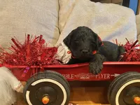 Blue, a male Goldendoodle for sale in Cullen, VA – Photo 3 of 10