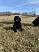 Blue, a male Goldendoodle for sale in Cullen, VA – Photo 6 of 10