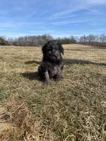Greenie, a male Goldendoodle for sale in Cullen, VA – Photo 5 of 10
