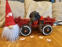 Greenie, a male Goldendoodle for sale in Cullen, VA – Photo 7 of 10