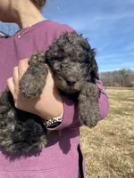 Greenie, a male Goldendoodle for sale in Cullen, VA – Photo 2 of 10