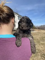 Greenie, a male Goldendoodle for sale in Cullen, VA – Photo 4 of 10