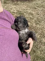 Greenie, a male Goldendoodle for sale in Cullen, VA – Photo 6 of 10