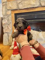 Greenie, a male Goldendoodle for sale in Cullen, VA – Photo 1 of 10