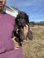 Greenie, a male Goldendoodle for sale in Cullen, VA – Photo 3 of 10