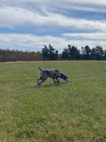 Greenie, a male Goldendoodle for sale in Cullen, VA – Photo 9 of 10
