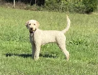 Greenie, a male Goldendoodle for sale in Cullen, VA – Photo 10 of 10