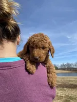 Teal, a female Goldendoodle for sale in Cullen, VA – Photo 7 of 10