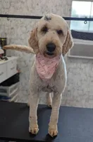 Teal, a female Goldendoodle for sale in Cullen, VA – Photo 2 of 10