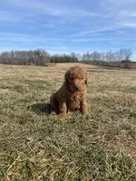 Teal, a female Goldendoodle for sale in Cullen, VA – Photo 9 of 10