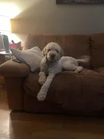 Teal, a female Goldendoodle for sale in Cullen, VA – Photo 5 of 10