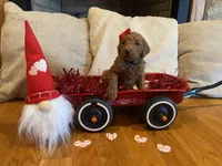 Teal, a female Goldendoodle for sale in Cullen, VA – Photo 8 of 10