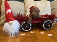 Teal, a female Goldendoodle for sale in Cullen, VA – Photo 1 of 10
