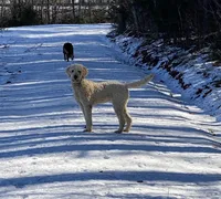 Teal, a female Goldendoodle for sale in Cullen, VA – Photo 3 of 10
