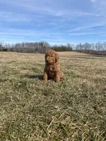 Teal, a female Goldendoodle for sale in Cullen, VA – Photo 10 of 10