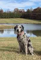 Teal, a female Goldendoodle for sale in Cullen, VA – Photo 4 of 10