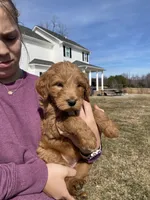 Blackie, a female Goldendoodle for sale in Cullen, VA – Photo 3 of 10
