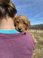 Blackie, a female Goldendoodle for sale in Cullen, VA – Photo 6 of 10
