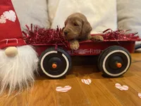 Blackie, a female Goldendoodle for sale in Cullen, VA – Photo 8 of 10