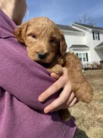 Blackie, a female Goldendoodle for sale in Cullen, VA – Photo 5 of 10